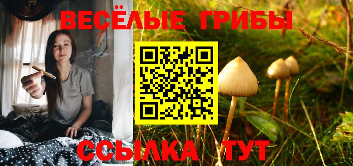 Галлюциногенные грибы Psilocybine cubensis Киселёвск